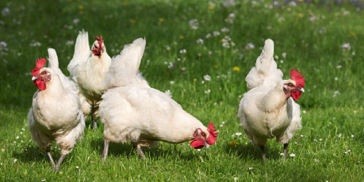 Gefluegelverkauft Banner